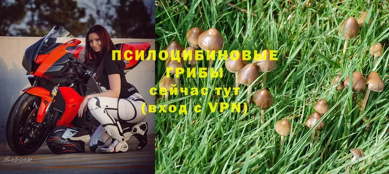 где можно купить наркотик  Орск  Псилоцибиновые грибы MAGIC MUSHROOMS 